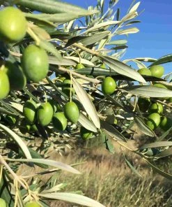 Ingredients Grand Brahis Vert AOP Vallee Des Baux De Provence Extra Virgin Olive Oil 500ml